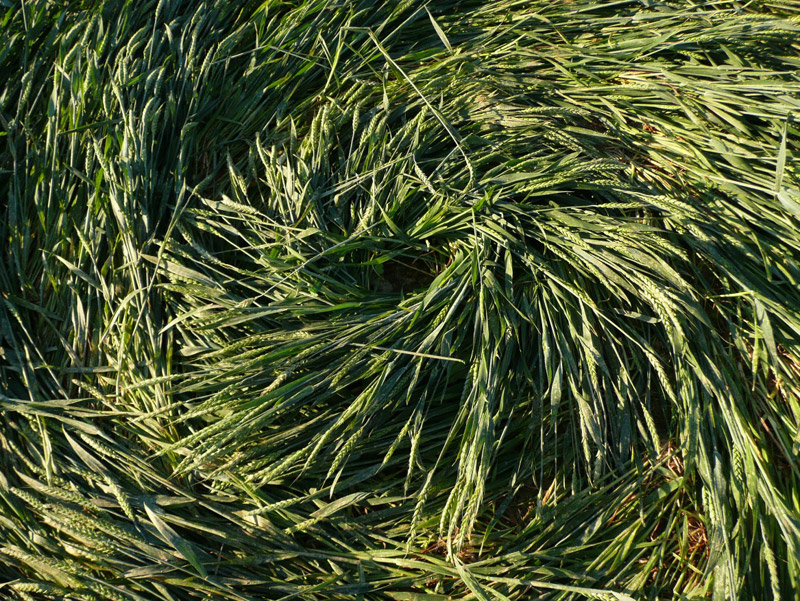 Jitrava, Czech Republic crop circle, aerial photo 7
