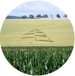 Radejov, South Moravia, Czech Republic crop circle, aerial photo 4