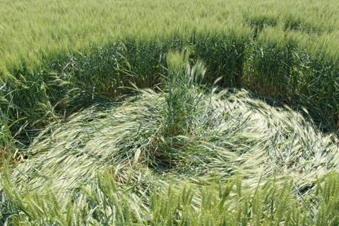 Etten-Leur & Zavenbergen, Netherlands crop circle, aerial photo 10