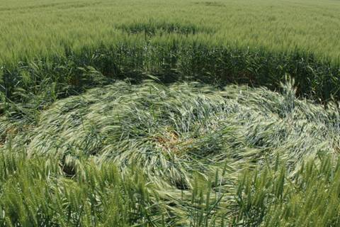 Etten-Leur & Zavenbergen, Netherlands crop circle, aerial photo 11