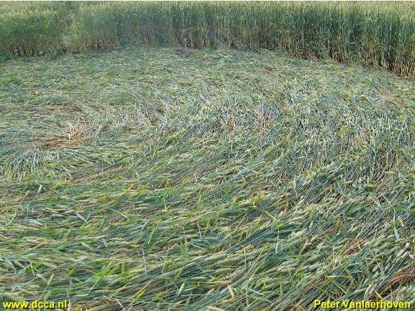 Standdaarbuiten (1), Noord Brabant, Netherlands crop circle, aerial photo 5