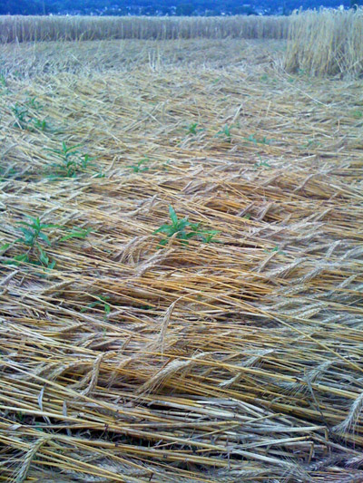 Siegburg Kaldauen, North Rhine-Westphalia, Germany crop circle, aerial photo 9