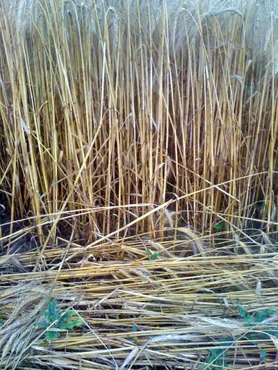 Siegburg Kaldauen, North Rhine-Westphalia, Germany crop circle, aerial photo 10