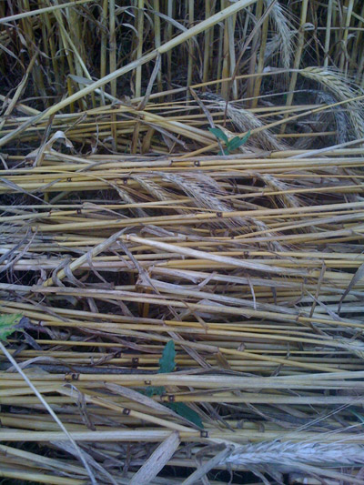 Siegburg Kaldauen, North Rhine-Westphalia, Germany crop circle, aerial photo 11