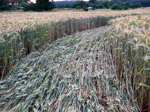 Siegburg Kaldauen, North Rhine-Westphalia, Germany crop circle, aerial photo 15