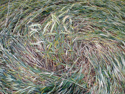 Siegburg Kaldauen, North Rhine-Westphalia, Germany crop circle, aerial photo 19
