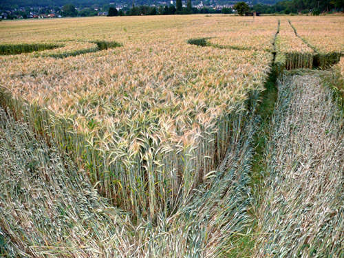 Siegburg Kaldauen, North Rhine-Westphalia, Germany crop circle, aerial photo 20