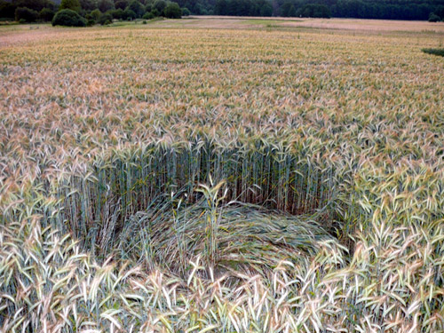 Siegburg Kaldauen, North Rhine-Westphalia, Germany crop circle, aerial photo 21
