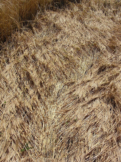 Oberschleissheim, Bayern (Bavaria), Germany crop circle, aerial photo 5