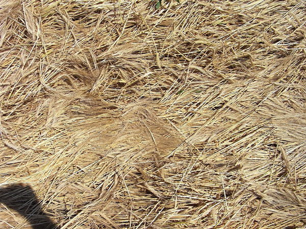 Oberschleissheim, Bayern (Bavaria), Germany crop circle, aerial photo 6