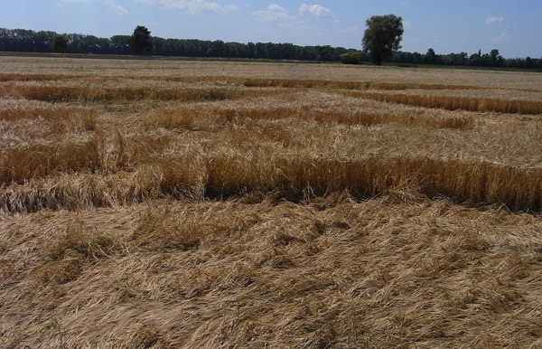 Oberschleissheim, Bayern (Bavaria), Germany crop circle, aerial photo 8