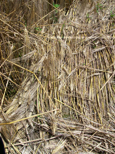 Poirino (Torino), Italy crop circle, aerial photo 22