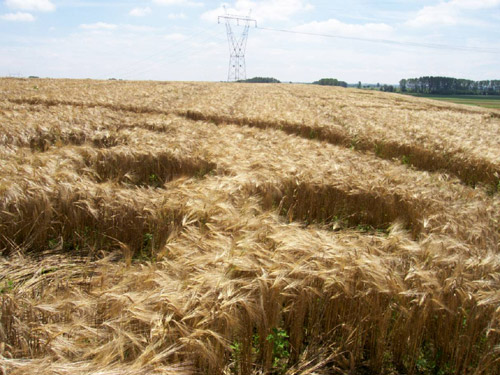 Poirino (Torino), Italy crop circle, aerial photo 20