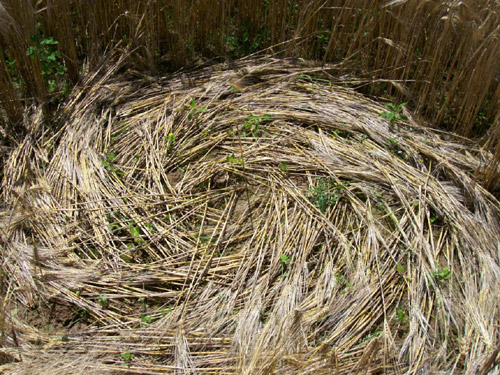 Poirino (Torino), Italy crop circle, aerial photo 21