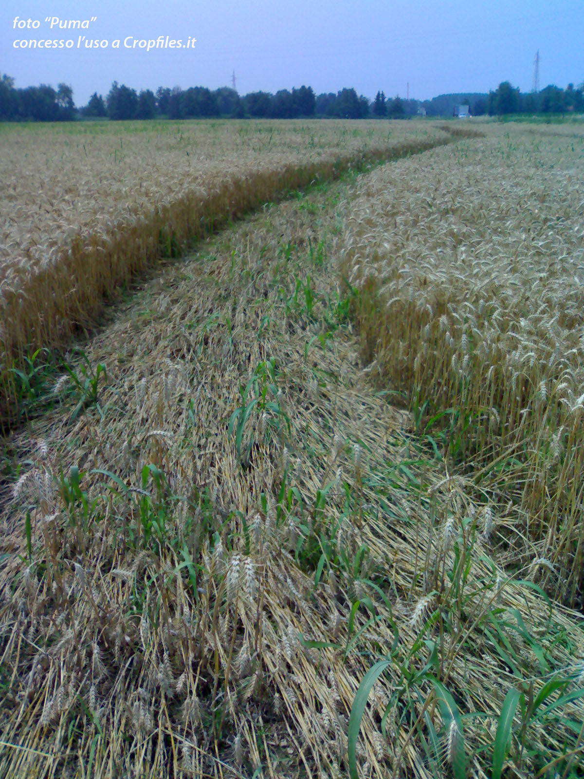 Albairate (Milan), Italy crop circle, aerial photo 6