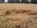 Albairate (Milan), Italy crop circle, aerial photo 7
