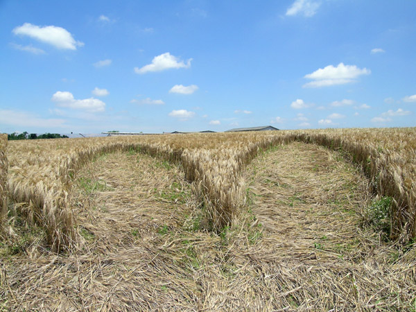 Poirino (Torino), Italy crop circle, aerial photo 18