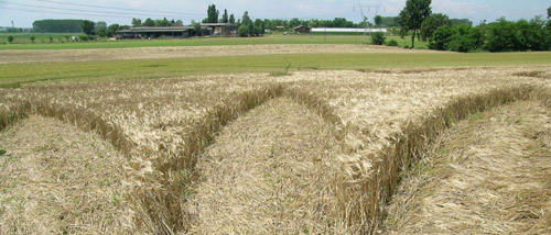 Poirino (Torino), Italy crop circle, aerial photo 17