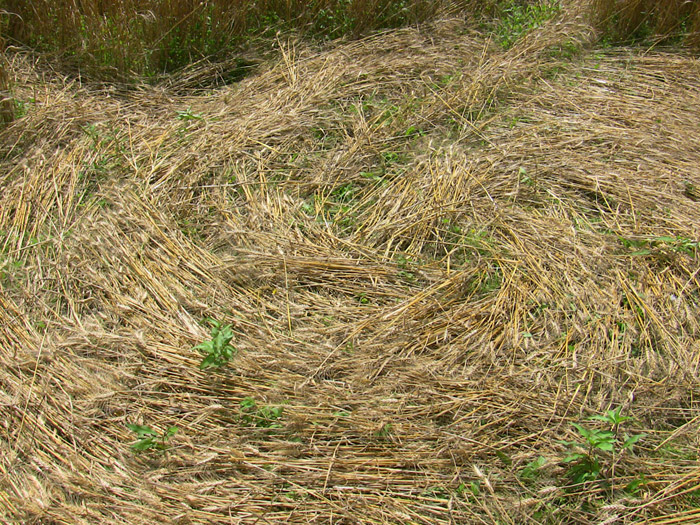 Foglizzo, nr Torino, Italy crop circle, aerial photo 4