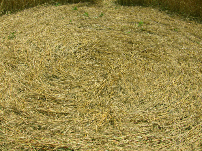 Foglizzo, nr Torino, Italy crop circle, aerial photo 5