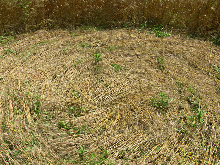 Foglizzo, nr Torino, Italy crop circle, aerial photo 6