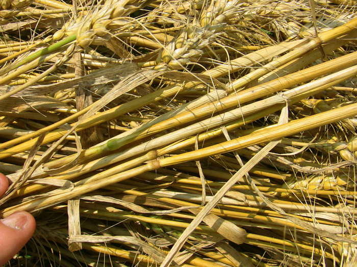 Foglizzo, nr Torino, Italy crop circle, aerial photo 7
