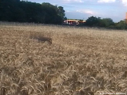 Rho, nr Milan, Italy crop circle, aerial photo 20