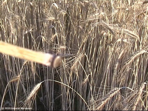 Rho, nr Milan, Italy crop circle, aerial photo 19