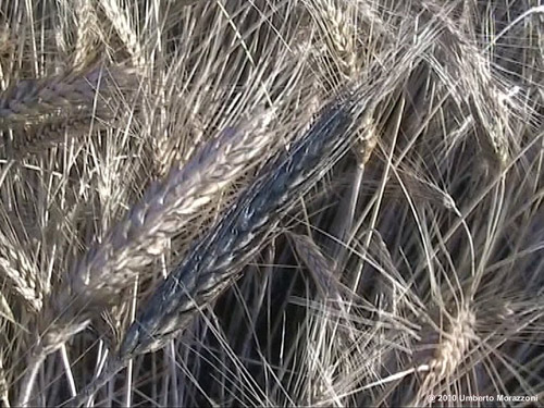 Rho, nr Milan, Italy crop circle, aerial photo 15