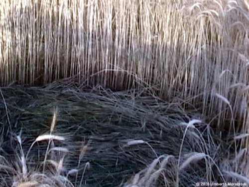 Rho, nr Milan, Italy crop circle, aerial photo 10