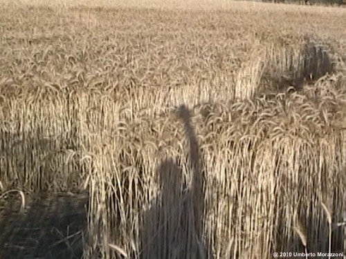 Rho, nr Milan, Italy crop circle, aerial photo 9