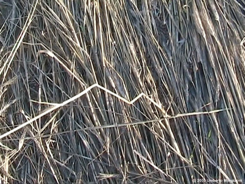 Rho, nr Milan, Italy crop circle, aerial photo 22