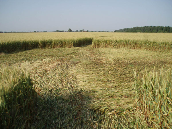 S.Andrea, Faenza, Italy crop circle, aerial photo 3
