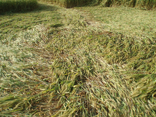 S.Andrea, Faenza, Italy crop circle, aerial photo 4