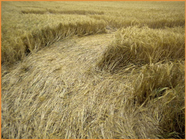 Umbertide (Perugia), Italy crop circle, aerial photo 3