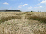 Poirino (Torino), Italy crop circle, aerial photo 42