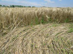 Poirino (Torino), Italy crop circle, aerial photo 39