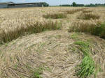 Poirino (Torino), Italy crop circle, aerial photo 37