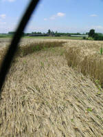 Poirino (Torino), Italy crop circle, aerial photo 25