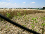 Poirino (Torino), Italy crop circle, aerial photo 31