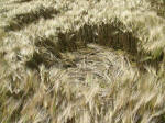 Poirino (Torino), Italy crop circle, aerial photo 29