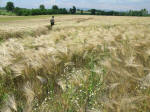 Poirino (Torino), Italy crop circle, aerial photo 30