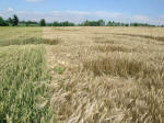 Poirino (Torino), Italy crop circle, aerial photo 36
