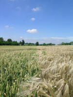 Poirino (Torino), Italy crop circle, aerial photo 24