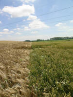 Poirino (Torino), Italy crop circle, aerial photo 43