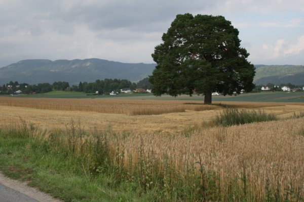 Mæhla Farm, nr Skien, Norway crop circle, aerial photo 6