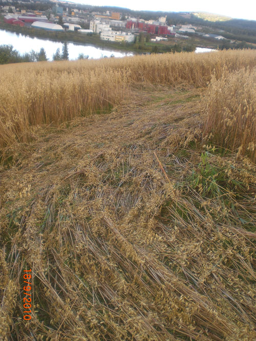 Fjerdingby, Rælingen, Norway crop circle, aerial photo 4