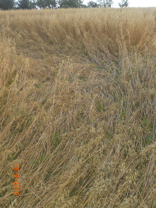 Fjerdingby, Rælingen, Norway crop circle, aerial photo 5