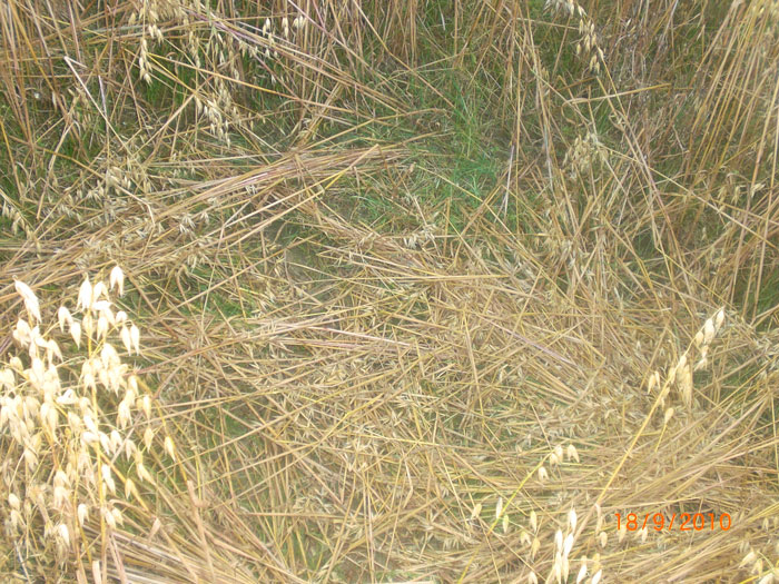 Fjerdingby, Rælingen, Norway crop circle, aerial photo 7