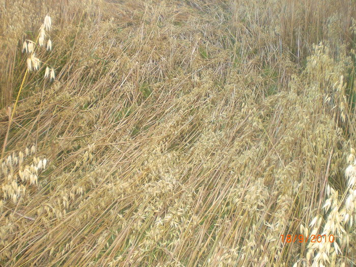 Fjerdingby, Rælingen, Norway crop circle, aerial photo 6